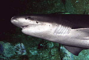 Bildquelle öffnen (Urheber:Kristina D.C. Hoeppner - Lizenz:CC BY-SA 2.0) Breitnasen-Siebenkiemerhai (Notorynchus cepedianus)