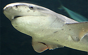 Bildquelle öffnen (Urheber:Kristina D.C. Hoeppner - Lizenz:CC BY-SA 2.0) Breitnasen-Siebenkiemerhai (Notorynchus cepedianus)