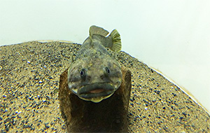 Black rockcod (Notothenia coriiceps)