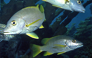 Bildquelle öffnen (Urheber: Johnmartindavies - Lizenz:CC BY-SA 3.0) Gelbschwanz-Schnapper (Ocyurus chrysurus)