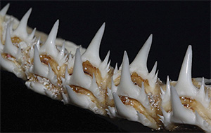 Zähne des Schildzahnhais (Odontaspis ferox)