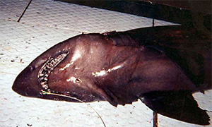 Großaugen-Sandtigerhai (Odontaspis noronhai)