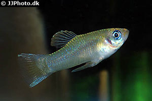 Olmekenkärpfling (Priapella olmecae)