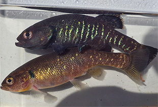 Olympic-Hundsfisch (Novumbra hubbsi)