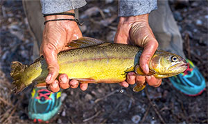 Gila-Forelle (Oncorhynchus gilae)