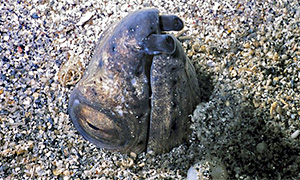 Highfin snake eel (Ophichthus altipennis)