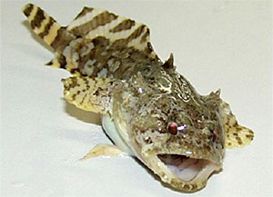 Golf-Krötenfisch (Opsanus beta)
