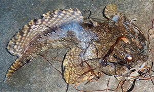 Golf-Krötenfisch (Opsanus beta)