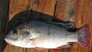 Oreochromis andersonii