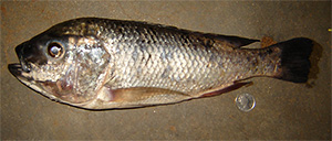 Oreochromis lidole