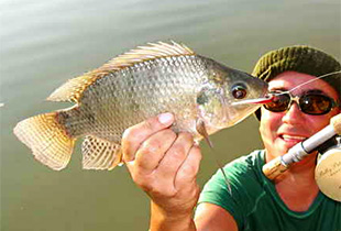 Nil-Tilapia (Oreochromis niloticus)