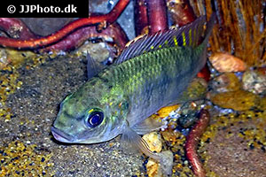 Oreochromis schwebischi