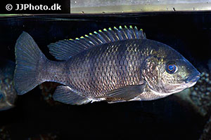 Oreochromis squamipinnis