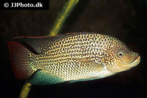 Oreochromis tanganicae