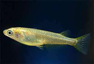 Japanischer Reiskärpfling (Oryzias latipes)