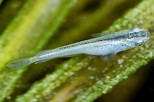 Japanischer Reiskärpfling (blaue Zuchtform) Japanischer Reiskärpfling (blaue Zuchtform)