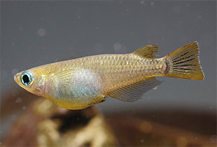 Japanischer Reiskärpfling (Oryzias latipes)