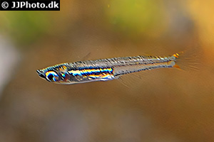 Oryzias mekongensis