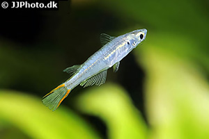 Oryzias mekongensis