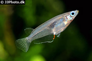 Schwarzfleckenkärpfling (Oryzias melastigma)