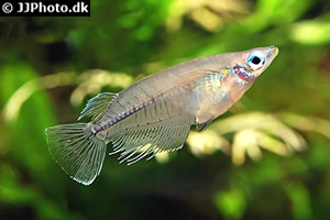 Schwarzfleckenkärpfling (Oryzias melastigma)