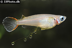 Weibchen mit Laichtraube