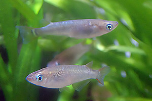 Nördlicher Medaka (Oryzias sakaizumii) Nördlicher Medaka (Oryzias sakaizumii)