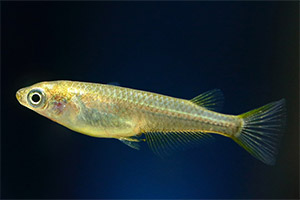 Nördlicher Medaka (Weibchen) Nördlicher Medaka (Weibchen)