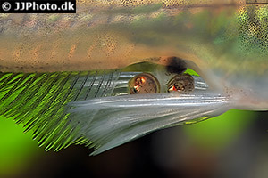 Sarasins Schaufelkärpfling (Weibchen mit Eiern an der Afterflosse)