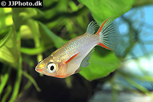 Neonreisfisch (Weibchen)