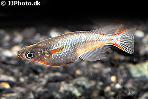 Neonreisfisch (Oryzias woworae)