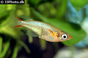 Neonreisfisch (Oryzias woworae)