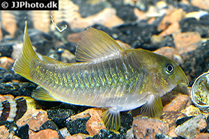 Gelbflossen-Panzerwels (Osteogaster melanotaenia)
