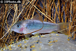 Gelbflossen-Panzerwels (Osteogaster melanotaenia)