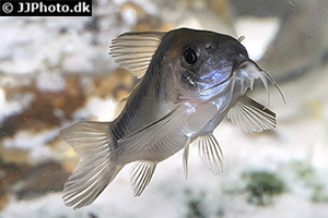 Rostpanzerwels (Osteogaster rabauti)