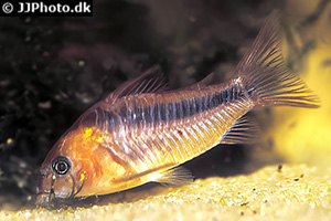 Rostpanzerwels (Osteogaster rabauti)