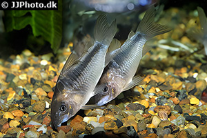 Zügelpanzerwels (Osteogaster zygata)