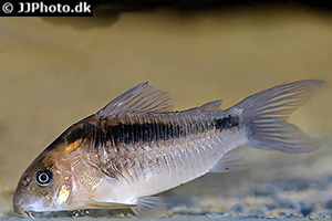 Zügelpanzerwels (Osteogaster zygata)
