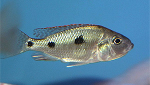 Otopharynx tetrastigma