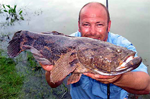 Marmorgrundel (Oxyeleotris marmorata) | Fischlexikon