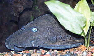 Blauaugen-Harnischwels (Panaque cochliodon)