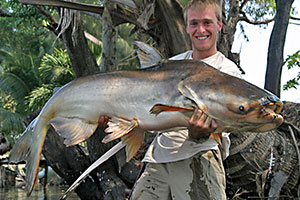 Mekong-Riesenwels (Pangasianodon gigas)