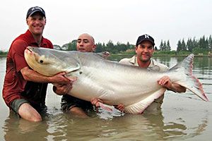 Mekong-Riesenwels (Pangasianodon gigas)