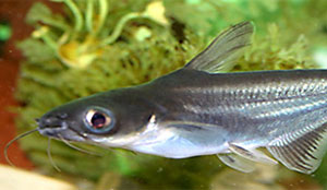 Pangasius