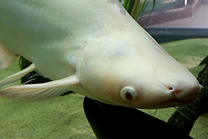 Pangasius (Pangasianodon hypophthalmus)