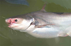 Pangasius conchophilus (Pangasius conchophilus)