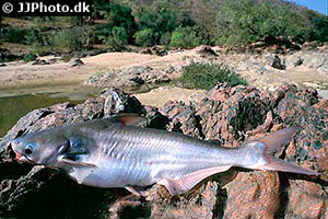 Pangasius pangasius