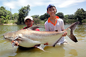 Pangasius sanitwongsei - Urheber:Gv-fishing Lizenz:CC BY-SA 3.0