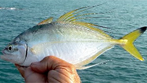 Fringefin trevally (Pantolabus radiatus)