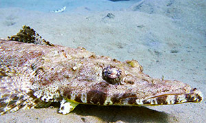 Teppich-Krokodilsfisch (Papilloculiceps longiceps)